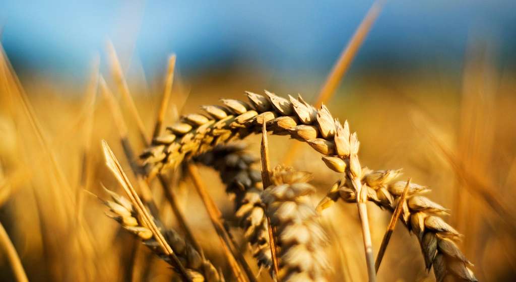 Close-up-Wheat1